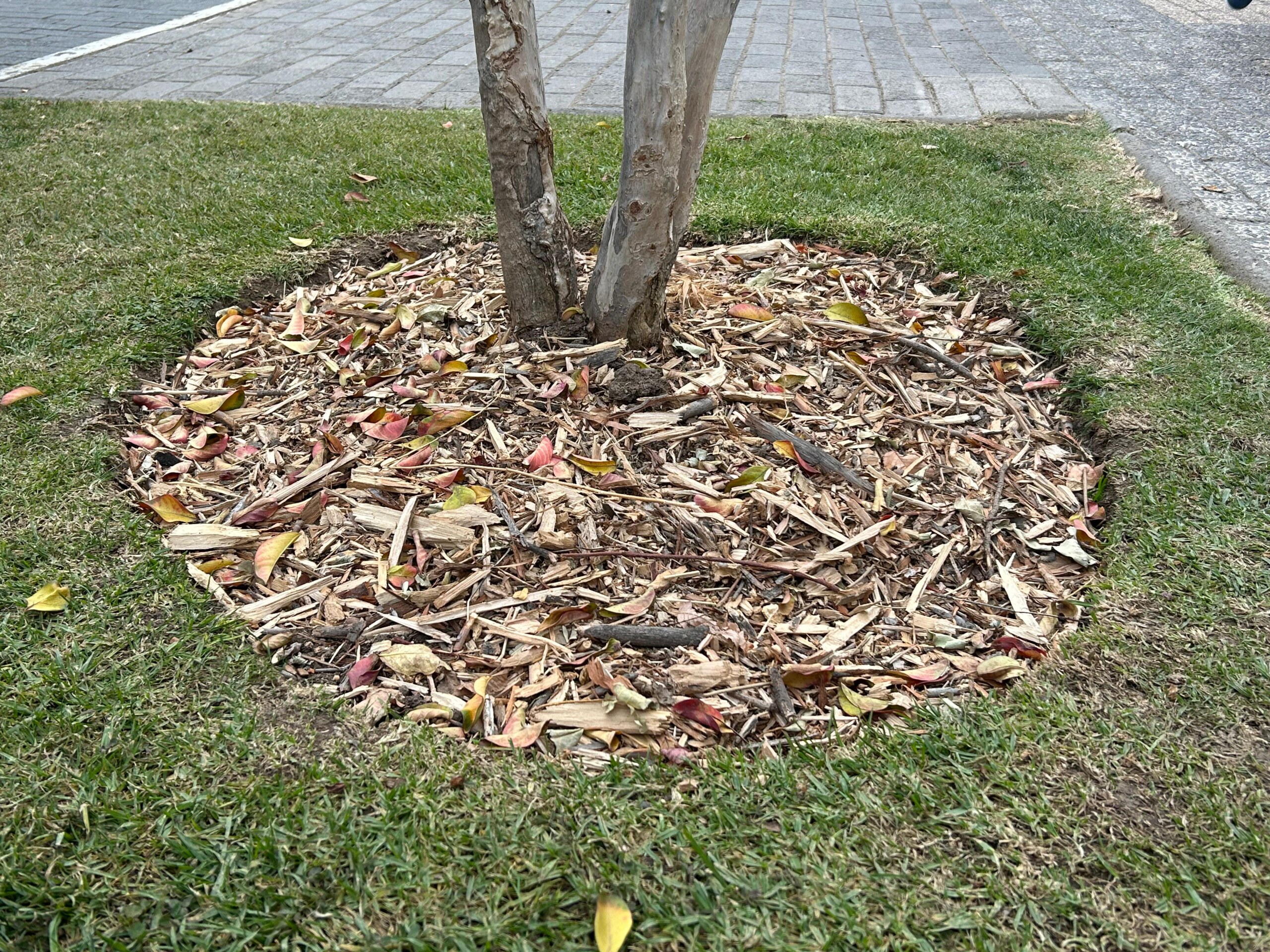NUEVAS ESPECIES DE ÁRBOLES PARA LA TERRAZA DEL RESTAURANT